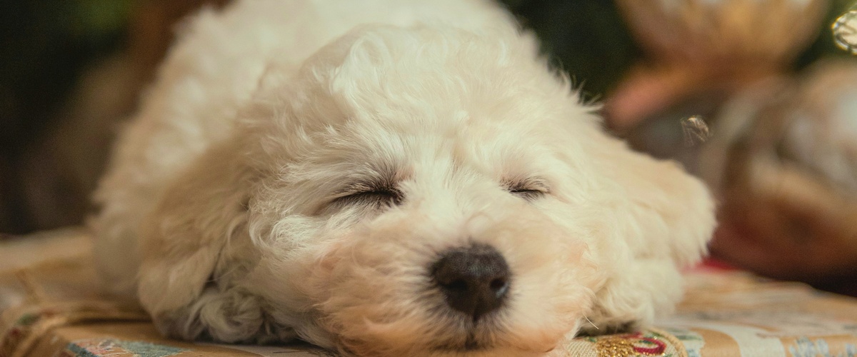 You may love everything about your dog. Milan Kundera, the famous French and Czech writer, once declared, 