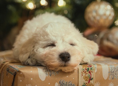 Christian Family inspired Articles