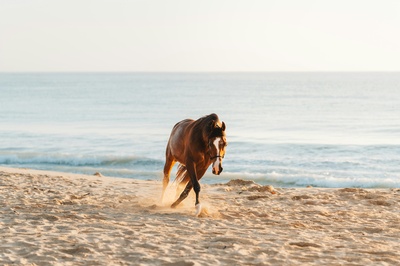 Historical Explorations of our Christian Faith