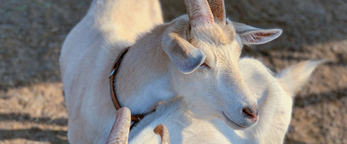 In a spiritually inspiring verse from Proverbs 13:20, for example, we read: 