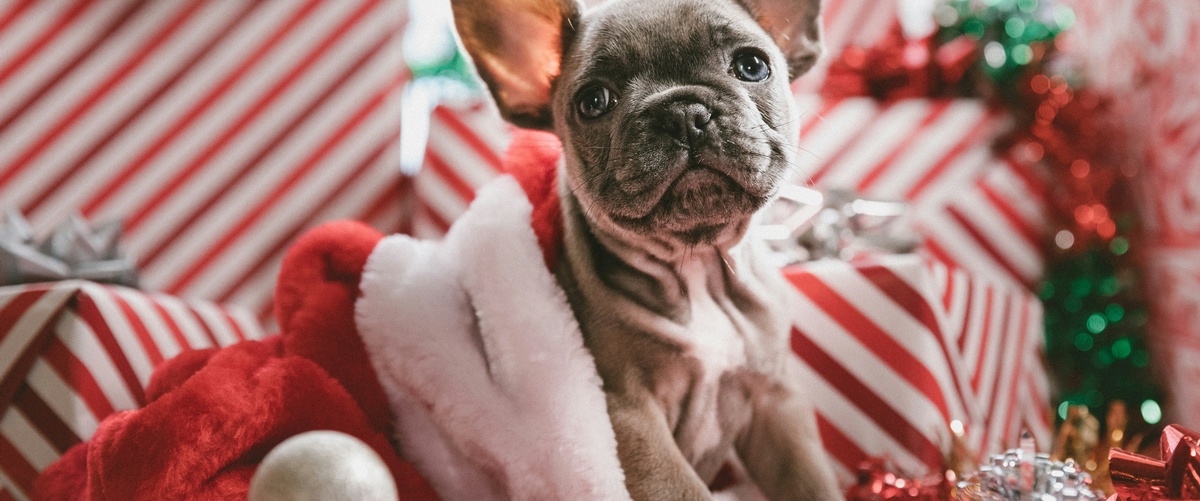 You may love everything about your dog. Milan Kundera, the famous French and Czech writer, once declared, 