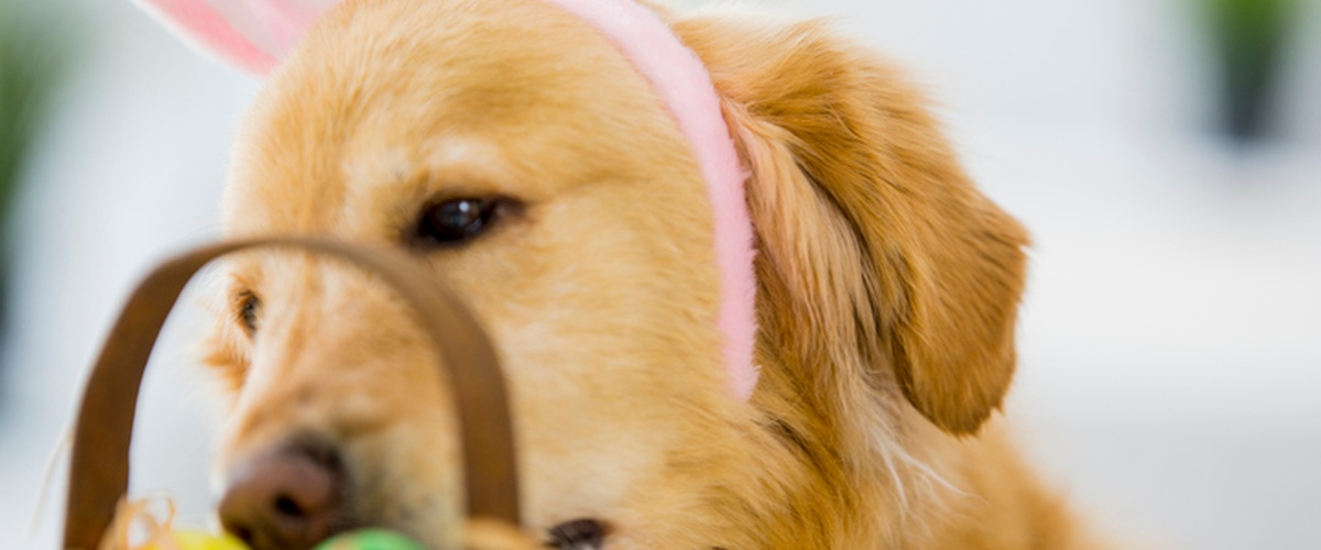 A verse often used in jest by dentists is Amos 4:6. In that verse, the Lord declared, 